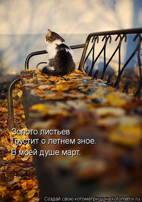 Золото листьев Грустит о летнем зное. В моей душе март.... Котоматрица: Золото листьев Грустит о летнем зное. В моей душе март.
