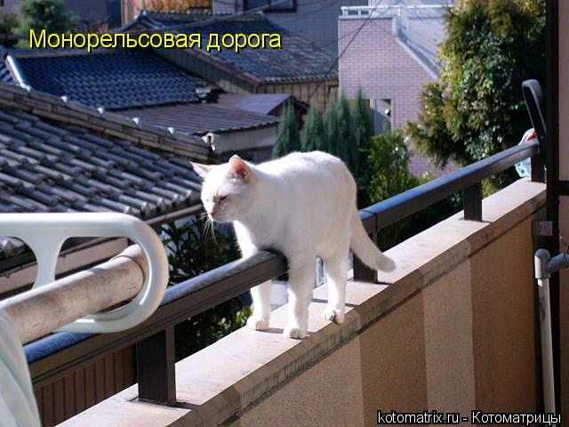 Монорельсовая дорога... Котоматрица: Монорельсовая дорога