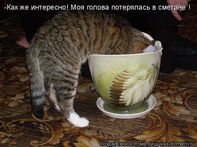 -Как же интересно! Моя голова потерялась в сметане !... Котоматрица: -Как же интересно! Моя голова потерялась в сметане !