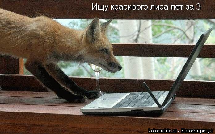 Ищу красивого лиса лет за 3... Котоматрица: Ищу красивого лиса лет за 3