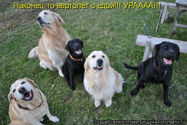 Наконец-то вертолёт с едой!!! УРАААА!!!... Котоматрица: Наконец-то вертолёт с едой!!! УРАААА!!!