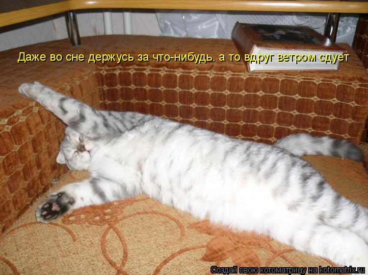 Даже во сне держусь за что-нибудь. а то вдруг ветром сдует... Котоматрица: Даже во сне держусь за что-нибудь. а то вдруг ветром сдует