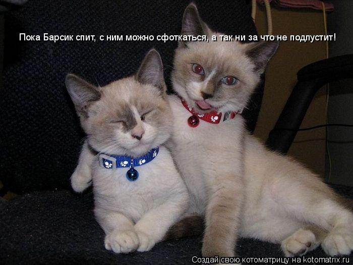 Пока Барсик спит, с ним можно сфоткаться, а так ни за что не подпустит!... Котоматрица: Пока Барсик спит, с ним можно сфоткаться, а так ни за что не подпустит!