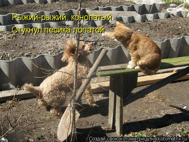 Рыжий-рыжий, конопатый Стукнул песика лопатой... Котоматрица: Рыжий-рыжий, конопатый Стукнул песика лопатой