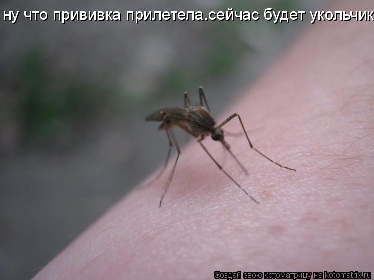 ну что прививка прилетела.сейчас будет укольчик... Котоматрица: ну что прививка прилетела.сейчас будет укольчик