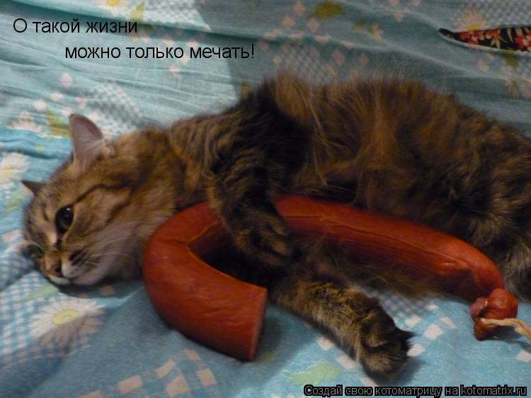 О такой жизни можно только мечать!... Котоматрица: О такой жизни можно только мечать!