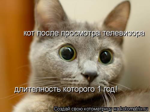 кот после просмотра телевизора длителность которого 1 год!... Котоматрица: кот после просмотра телевизора длителность которого 1 год!