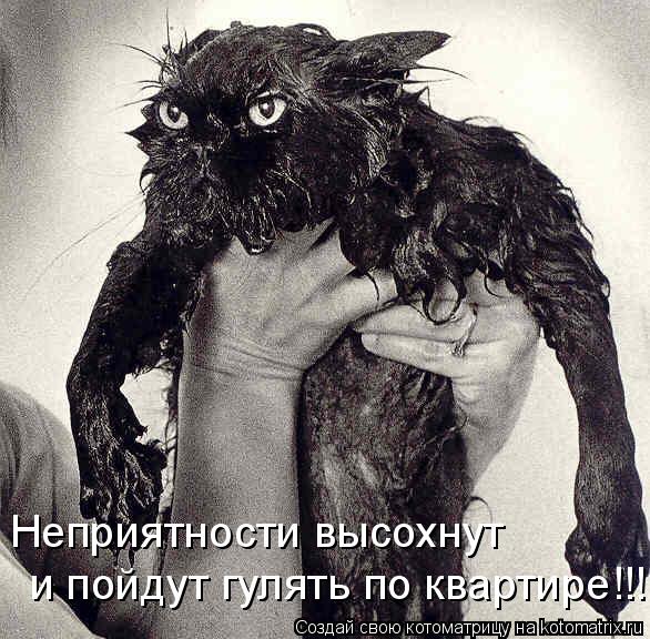 Неприятности высохнут и пойдут гулять по квартире!!!... Котоматрица: Неприятности высохнут и пойдут гулять по квартире!!!