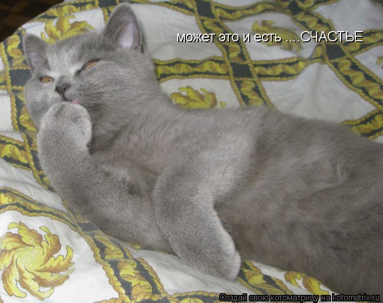 Котоматрица: может это и есть ....СЧАСТЬЕ