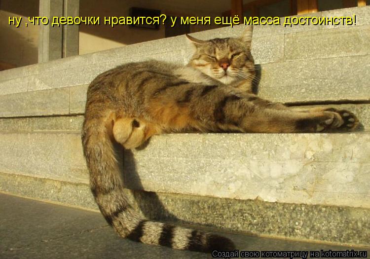 ну ,что девочки нравится? у меня ещё масса достоинств!... Котоматрица: ну ,что девочки нравится? у меня ещё масса достоинств!
