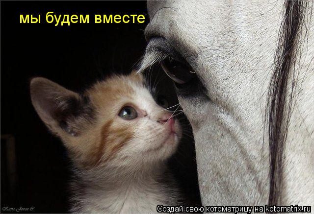 мы будем вместе... Котоматрица: мы будем вместе