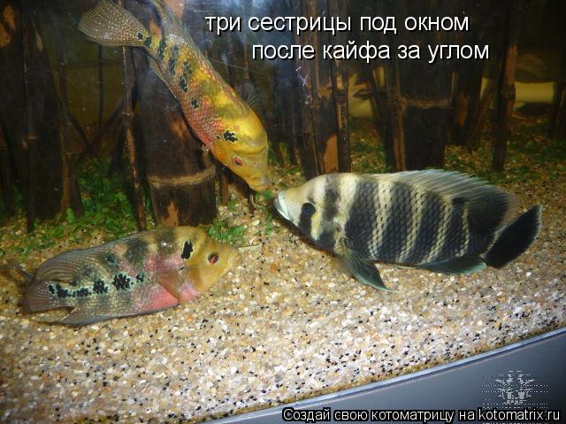 три сестрицы под окном после кайфа за углом... Котоматрица: три сестрицы под окном после кайфа за углом