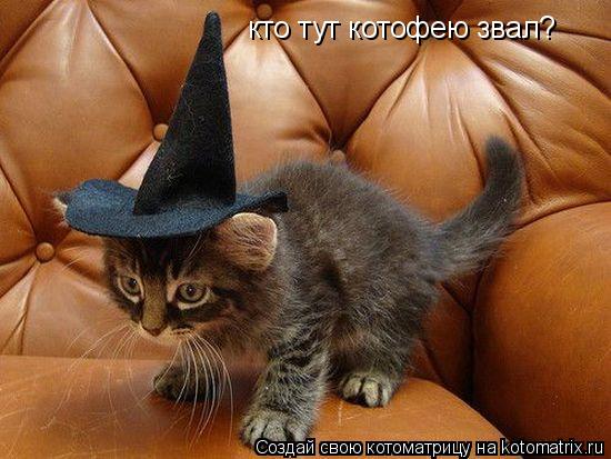 кто тут котофею звал?... Котоматрица: кто тут котофею звал?