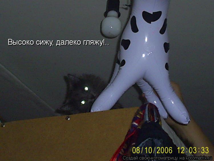 Высоко сижу, далеко гляжу!..... Котоматрица: Высоко сижу, далеко гляжу!..