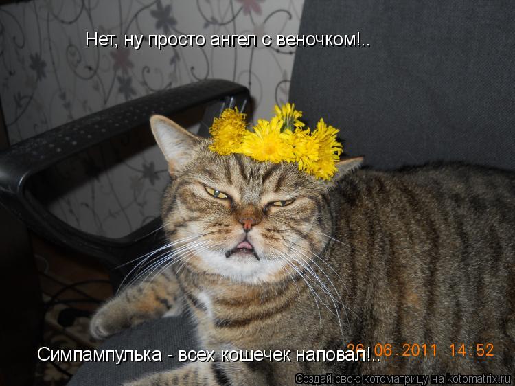 Нет, ну просто ангел с веночком!.. Симпампулька - всех кошечек наповал!..... Котоматрица: Нет, ну просто ангел с веночком!.. Симпампулька - всех кошечек наповал!..