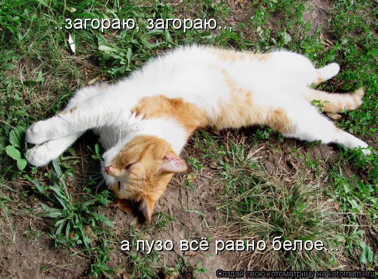 ..загораю, загораю.., а пузо всё равно белое...... Котоматрица: ..загораю, загораю.., а пузо всё равно белое...