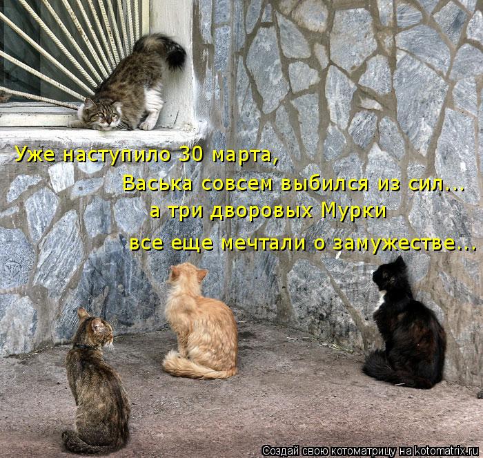Уже наступило 30 марта, Васька совсем выбился из сил... а три дворовых Мурки все еще мечтали о заму... Котоматрица: Уже наступило 30 марта, Васька совсем выбился из сил... а три дворовых Мурки все еще мечтали о замужестве...