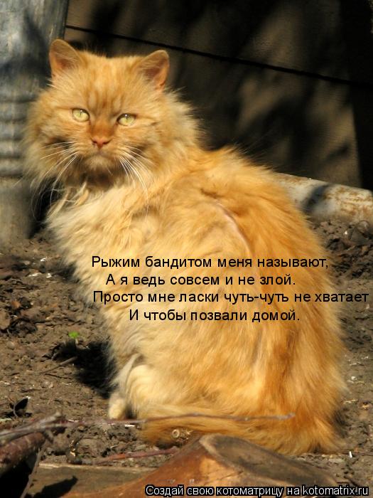 Рыжим бандитом меня называют, А я ведь совсем и не злой. Просто мне ласки чуть-чуть не хватает И чтоб... Котоматрица: Рыжим бандитом меня называют, А я ведь совсем и не злой. Просто мне ласки чуть-чуть не хватает И чтобы позвали домой.