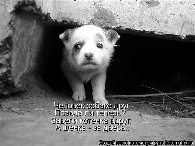 Человек собаке друг - Правда ли теперь? Завели котенка вдруг, А щенка - за дверь..... Котоматрица: Человек собаке друг - Правда ли теперь? Завели котенка вдруг, А щенка - за дверь..