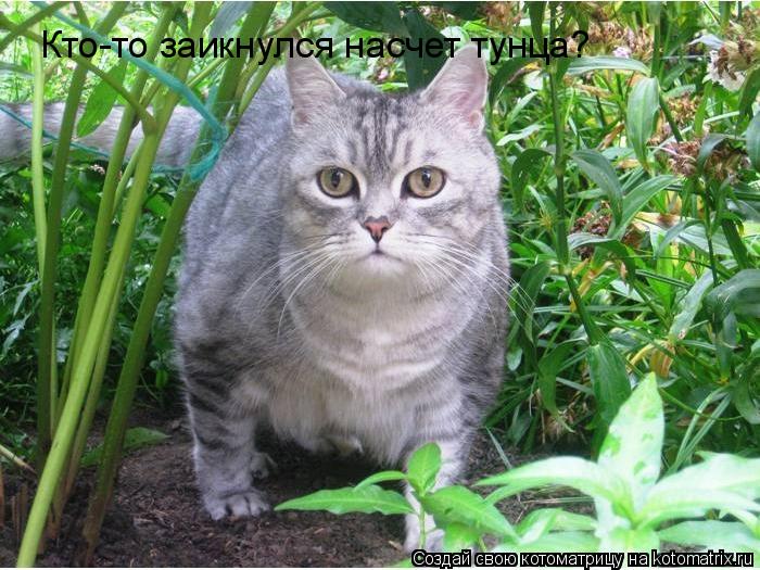 Кто-то заикнулся насчет тунца?... Котоматрица: Кто-то заикнулся насчет тунца?