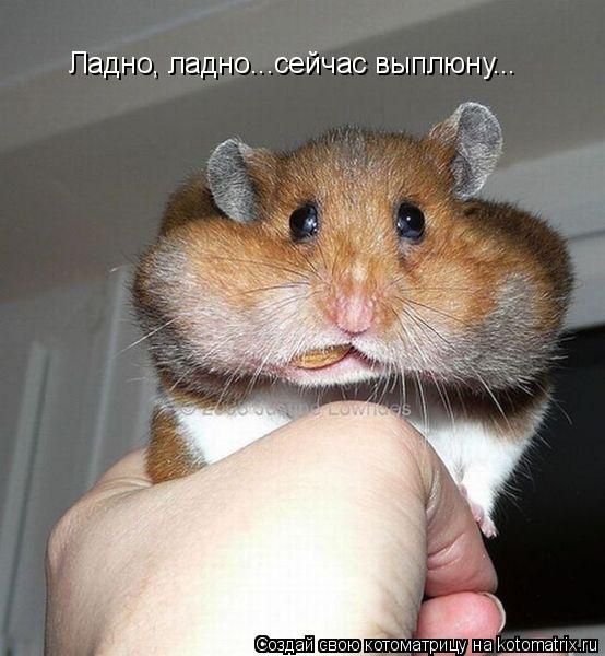 Ладно, ладно...сейчас выплюну...... Котоматрица: Ладно, ладно...сейчас выплюну...