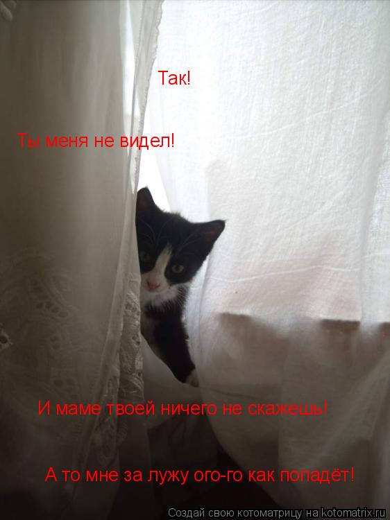 Так! Ты меня не видел! И маме твоей ничего не скажешь! А то мне за лужу ого-го как попадёт!... Котоматрица: Так! Ты меня не видел! И маме твоей ничего не скажешь! А то мне за лужу ого-го как попадёт!