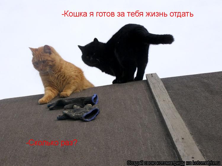 -Кошка я готов за тебя жизнь отдать -Сколько раз?... Котоматрица: -Кошка я готов за тебя жизнь отдать -Сколько раз?