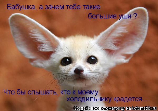 Бабушка, а зачем тебе такие большие уши ? Что бы слышать, кто к моему холодильнику крадется....... Котоматрица: Бабушка, а зачем тебе такие большие уши ? Что бы слышать, кто к моему холодильнику крадется....