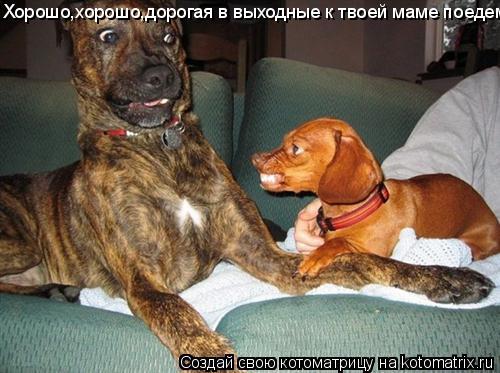 Хорошо,хорошо,дорогая в выходные к твоей маме поедем.... Котоматрица: Хорошо,хорошо,дорогая в выходные к твоей маме поедем.
