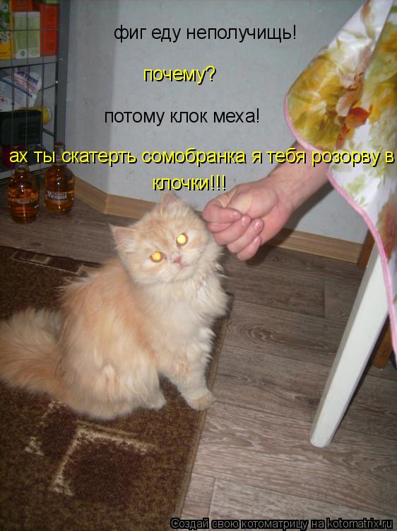 фиг еду неполучищь! почему? потому клок меха! ах ты скатерть сомобранка я тебя розорву в клочки!!! кл... Котоматрица: фиг еду неполучищь! почему? потому клок меха! ах ты скатерть сомобранка я тебя розорву в клочки!!! клочки!!!