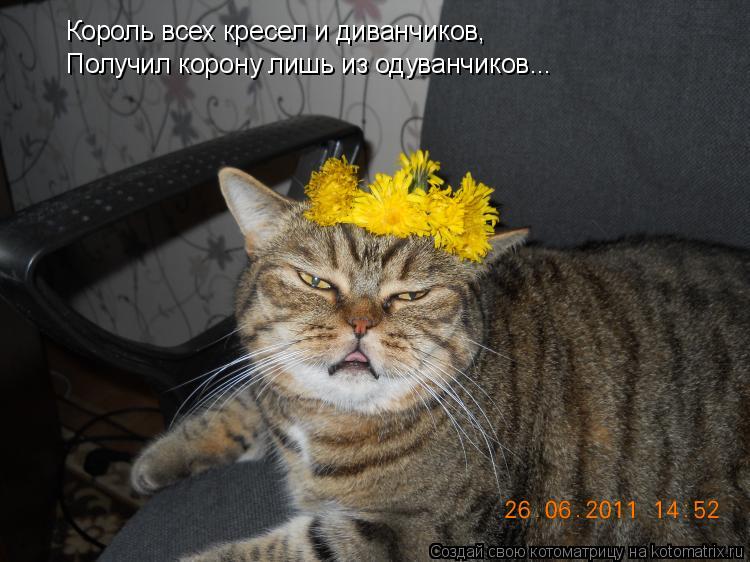 Король всех кресел и диванчиков, Получил корону лишь из одуванчиков...... Котоматрица: Король всех кресел и диванчиков, Получил корону лишь из одуванчиков...