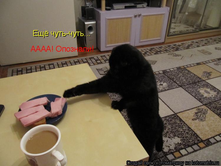 Ещё чуть-чуть... АААА! Опознали!... Котоматрица: Ещё чуть-чуть... АААА! Опознали!