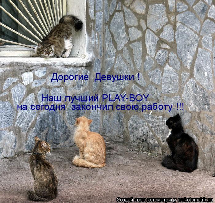 Котоматрица: Наш лучший PLAY-BOY   на сегодня  закончил свою работу !!! Дорогие  Девушки !