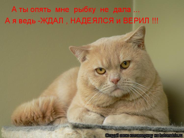 А ты опять мне рыбку не дала ... А я ведь -ЖДАЛ , НАДЕЯЛСЯ и ВЕРИЛ !!!... Котоматрица: А ты опять мне рыбку не дала ... А я ведь -ЖДАЛ , НАДЕЯЛСЯ и ВЕРИЛ !!!