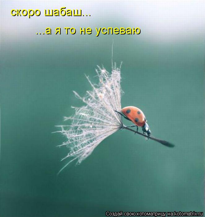 скоро шабаш... ...а я то не успеваю... Котоматрица: скоро шабаш... ...а я то не успеваю