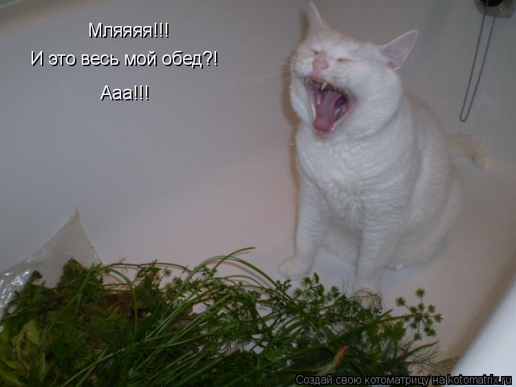 Мляяяя!!! И это весь мой обед?! Ааа!!!... Котоматрица: Мляяяя!!! И это весь мой обед?! Ааа!!!