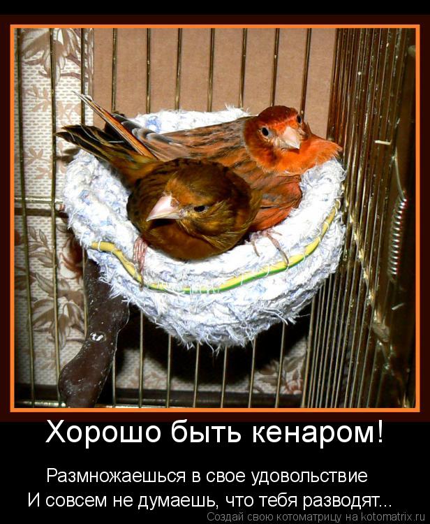 Хорошо быть кенаром! Размножаешься в свое удовольствие И совсем не думаешь, что тебя разводят...... Котоматрица: Хорошо быть кенаром! Размножаешься в свое удовольствие И совсем не думаешь, что тебя разводят...