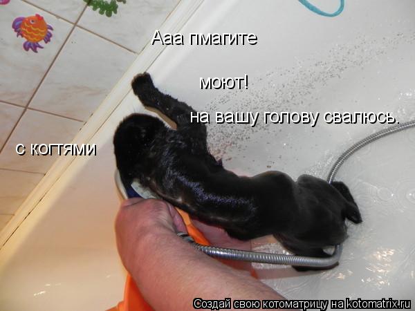 моют! Ааа пмагите с когтями на вашу голову свалюсь.... Котоматрица: моют! Ааа пмагите с когтями на вашу голову свалюсь.