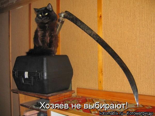 Хозяев не выбирают!... Котоматрица: Хозяев не выбирают!