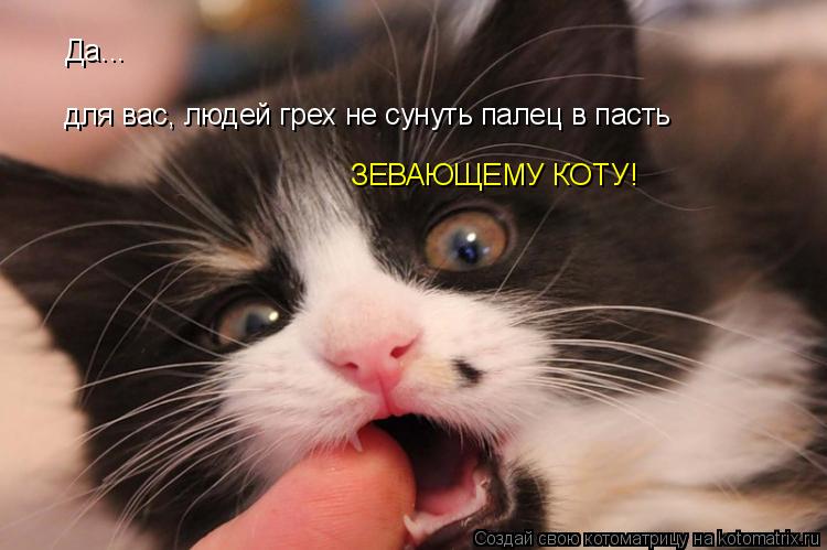 Да... для вас, людей грех не сунуть палец в пасть ЗЕВАЮЩЕМУ КОТУ!... Котоматрица: Да... для вас, людей грех не сунуть палец в пасть ЗЕВАЮЩЕМУ КОТУ!