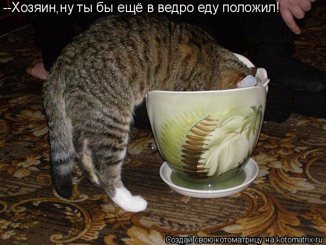 --Хозяин,ну ты бы ещё в ведро еду положил!... Котоматрица: --Хозяин,ну ты бы ещё в ведро еду положил!