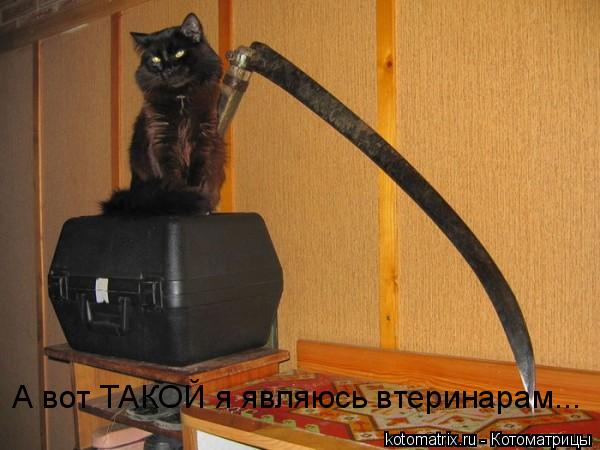 А вот ТАКОЙ я являюсь втеринарам...... Котоматрица: А вот ТАКОЙ я являюсь втеринарам...