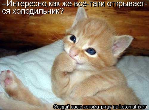 --Интересно,как же всё-таки открывает- ся холодильник?... Котоматрица: --Интересно,как же всё-таки открывает- ся холодильник?