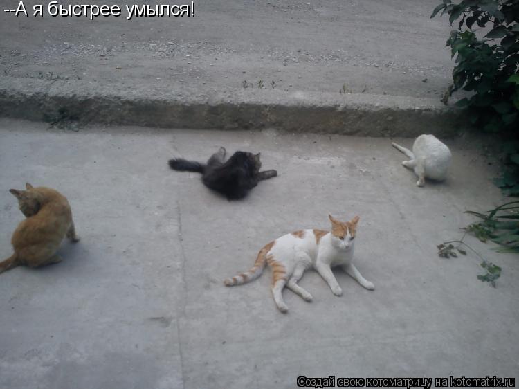 --А я быстрее умылся!... Котоматрица: --А я быстрее умылся!