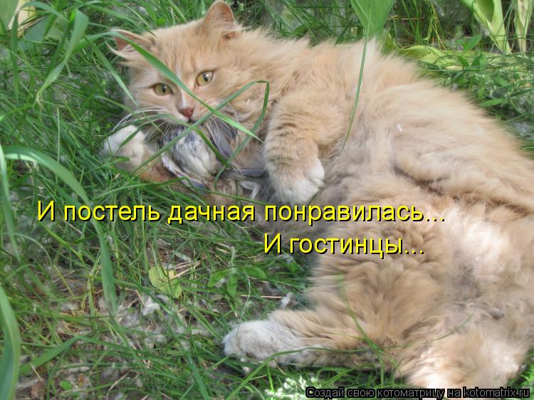 И постель дачная понравилась... И гостинцы...... Котоматрица: И постель дачная понравилась... И гостинцы...