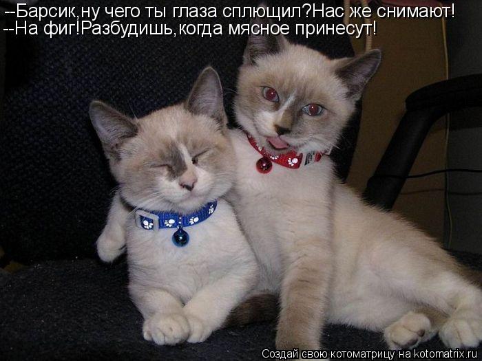 --Барсик,ну чего ты глаза сплющил?Нас же снимают! --На фиг!Разбудишь,когда мясное принесут!... Котоматрица: --Барсик,ну чего ты глаза сплющил?Нас же снимают! --На фиг!Разбудишь,когда мясное принесут!