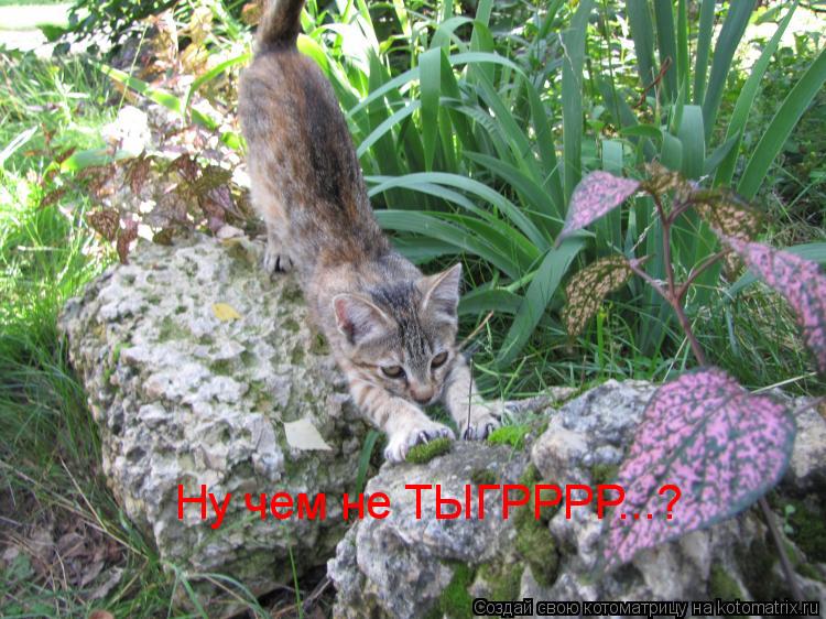 Ну чем не ТЫГРРРР...?... Котоматрица: Ну чем не ТЫГРРРР...?