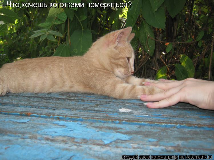 --Что,хочешь коготками померяться?... Котоматрица: --Что,хочешь коготками померяться?