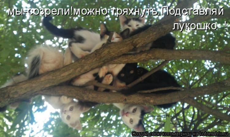 мы-созрели!можно тряхнуть.Подставляй лукошко !... Котоматрица: мы-созрели!можно тряхнуть.Подставляй лукошко !