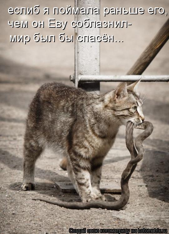 еслиб я поймала раньше его, чем он Еву соблазнил- мир был бы спасён...... Котоматрица: еслиб я поймала раньше его, чем он Еву соблазнил- мир был бы спасён...